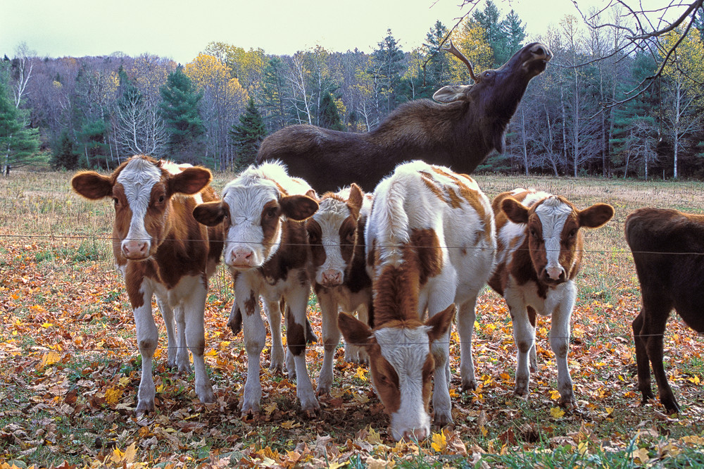 Bull Moose and Heifers