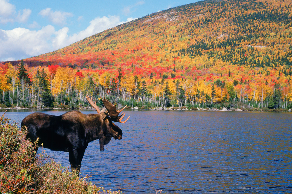 Bull Moose in Autumn Color with Mountain