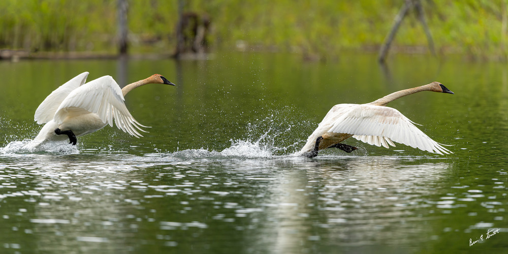 Swan Pair Taking Wing   2013 Art | Alaska Wild Bear Photography