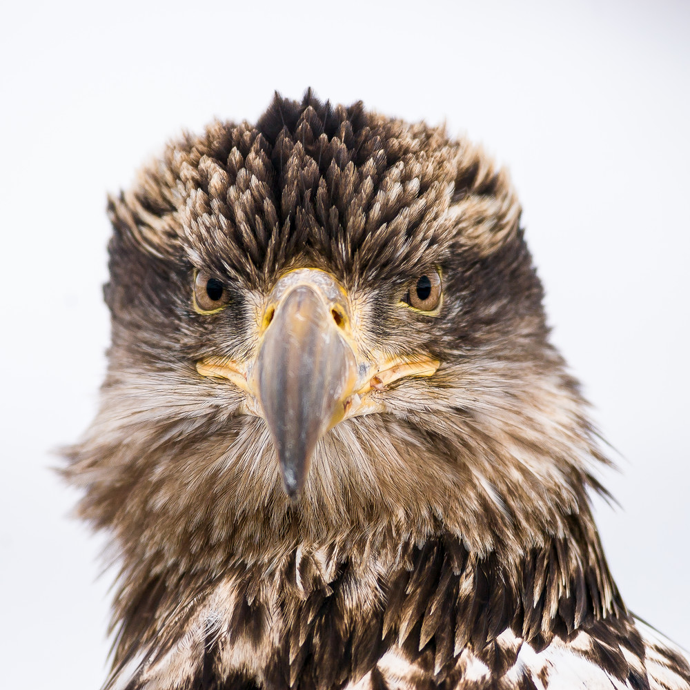 Young Bald Eagle Portrait Art | Alaska Wild Bear Photography