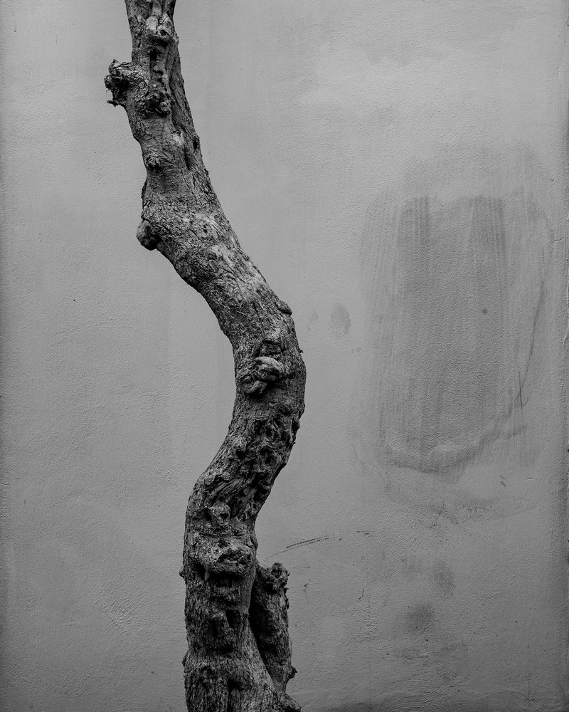 Lecce Italy - Tree & Wall bw, photo by Jeremy Simonson. 
