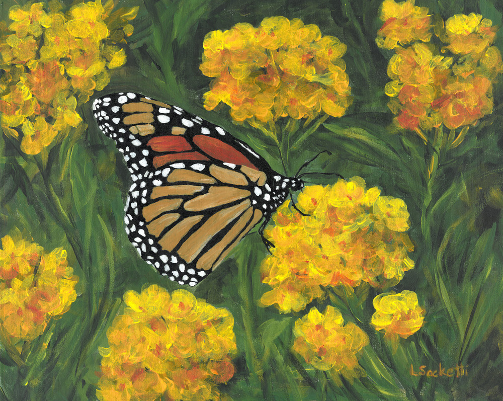 Landing on Lantana fine art prints and merchandise of a monarch butterfly | Linda Sacketti