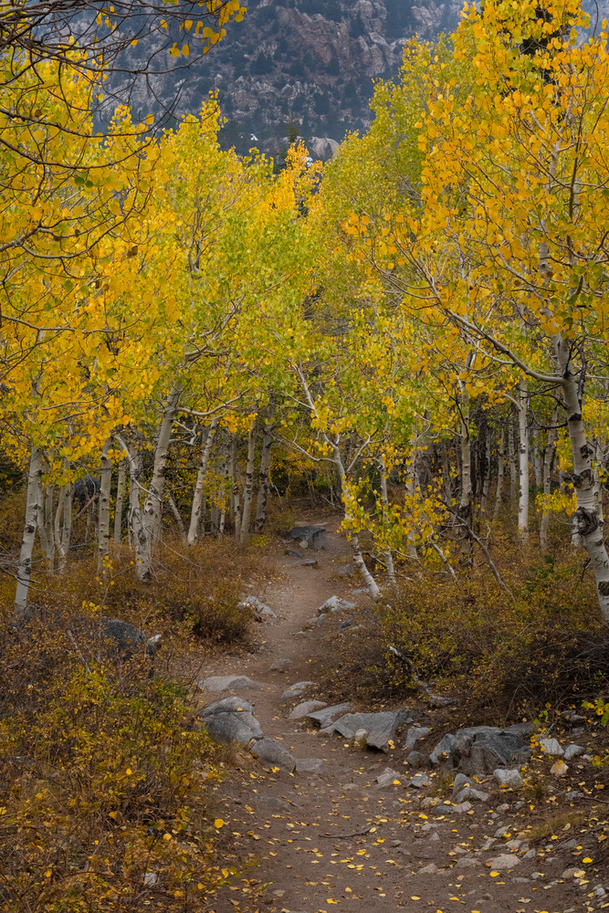 Path Through Autumn 1 Art | Leiken Photography