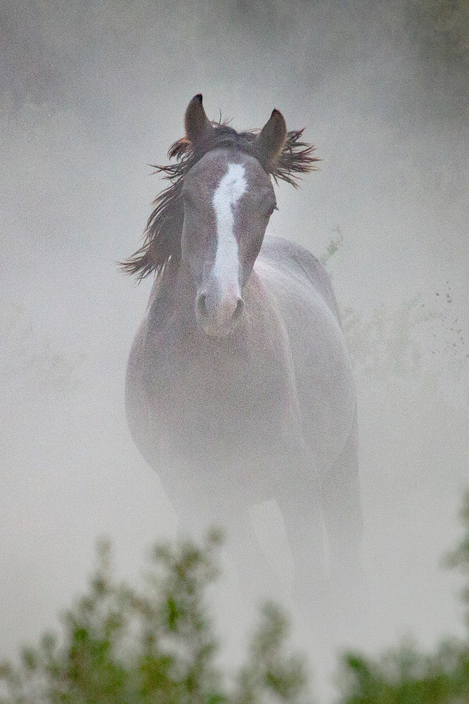 0085 Dark Horse  Photography Art | Cunningham Gallery