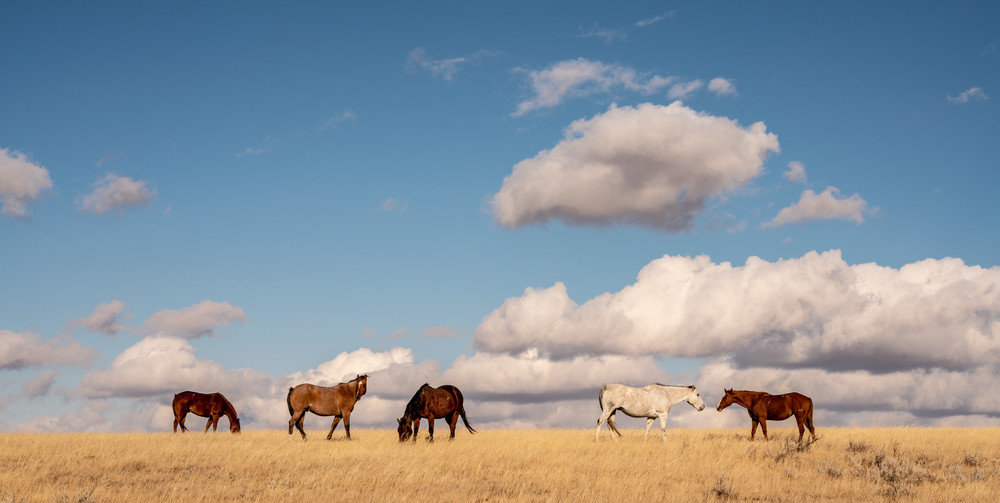 Big Sky Horses Photography Art | Dave White Photo