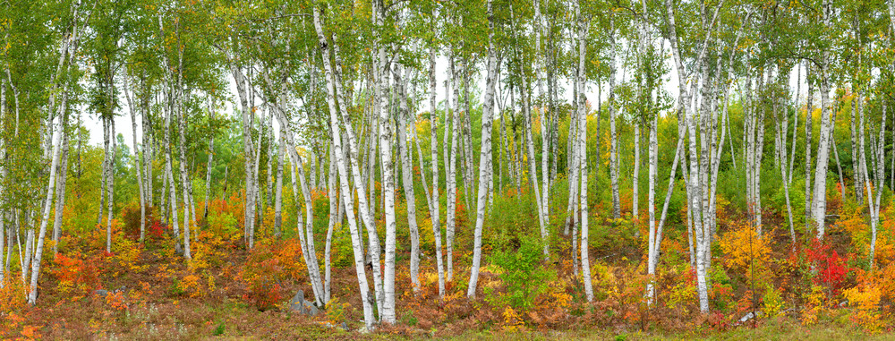 Birches in Fall Color -Pano
