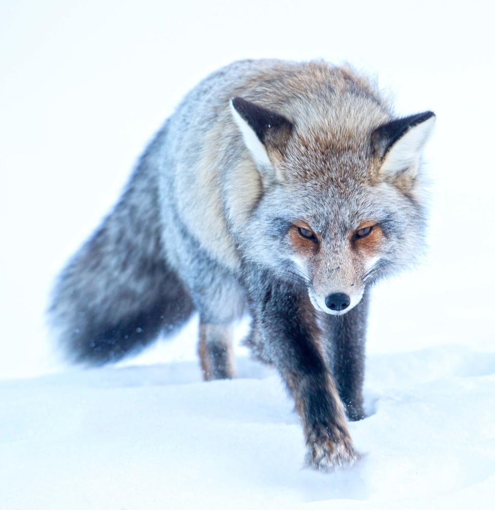 Teton fox clearance