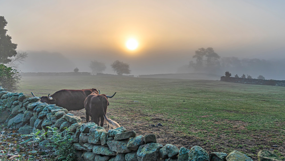 Brookside Farm Oxen Fog Art | Michael Blanchard Inspirational Photography - Crossroads Gallery
