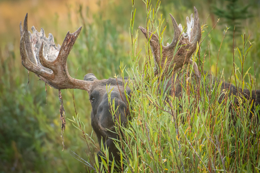 Ag Hoback Peeking Through The Willows   Bull Moose Art | Open Range Images