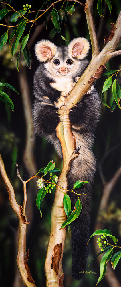 Greater Glider (Petauroides volans) Australian Wildlife Art by Natalie Jane Parker