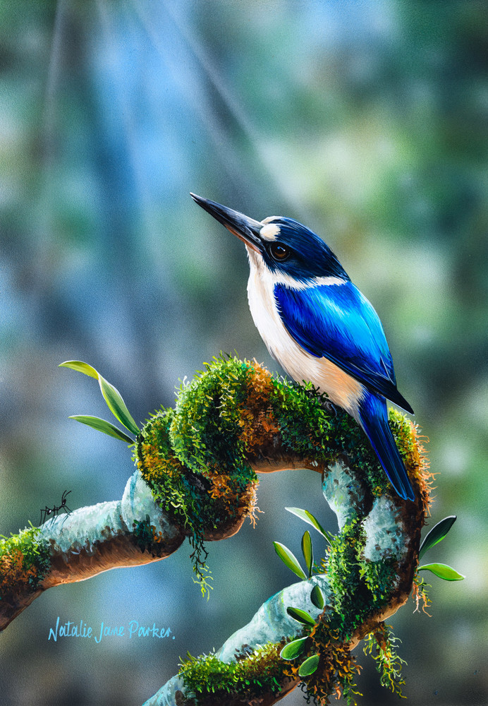 Forest Kingfisher (Todiramphus macleayii) Australian Wildlife Art by Natalie Jane Parker