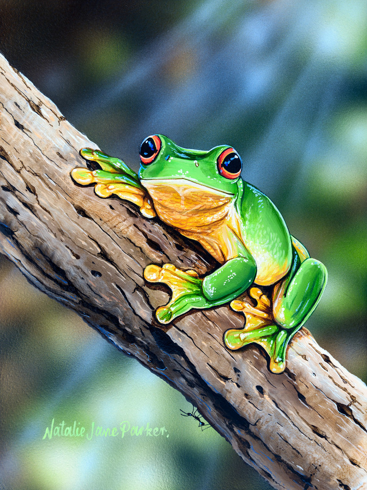 Red-eyed Tree Frog (Litoria chloris) Australian Wildlife Art by Natalie Jane Parker