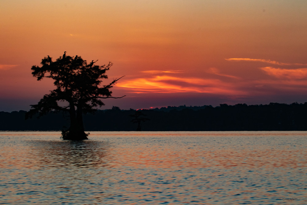 Egret Tree Sunrise 8459 Rlt20 Art | Koral Martin Fine Art Photography Egret Tree Sunrise 8459 Rlt20 Art | Koral Martin Fine Art Photography