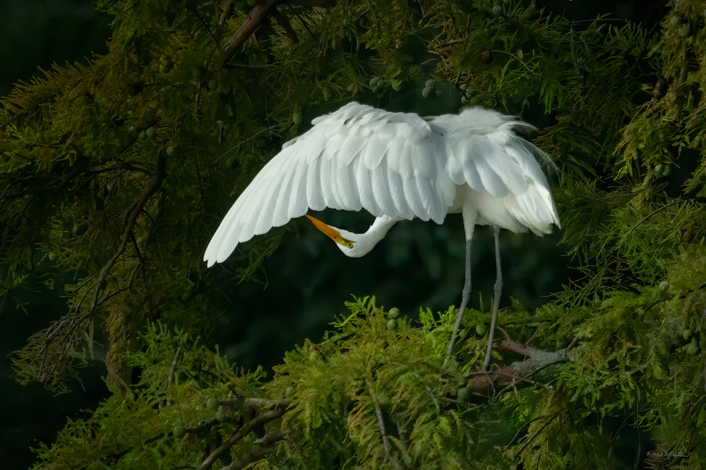 Upside Down Egret 8352 Reelfoot Lake Art | Koral Martin Fine Art Photography Upside Down Egret 8352 Reelfoot Lake Art | Koral Martin Fine Art Photography
