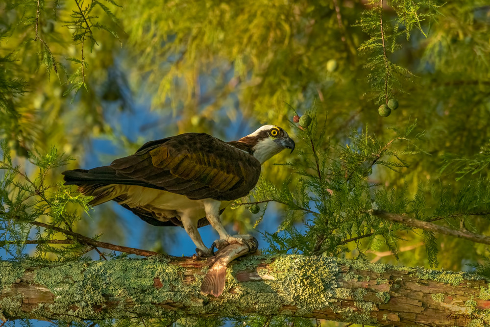 Osprey With Fish 8980 Art | Koral Martin Fine Art Photography Osprey With Fish 8980 Art | Koral Martin Fine Art Photography