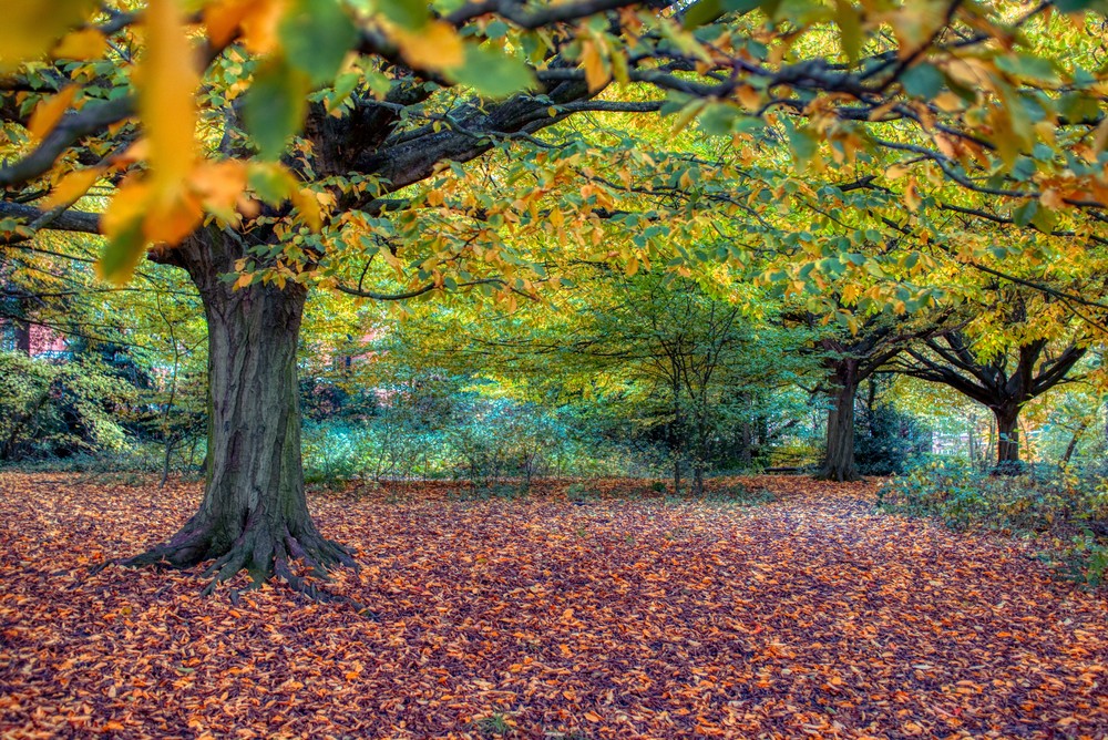 Perfect Fall On Hampstead Heath Art | Martin Geddes Photography