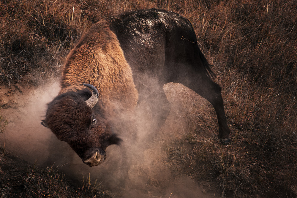 Buffallo Wallowing Photography Art | John Gregor Photography