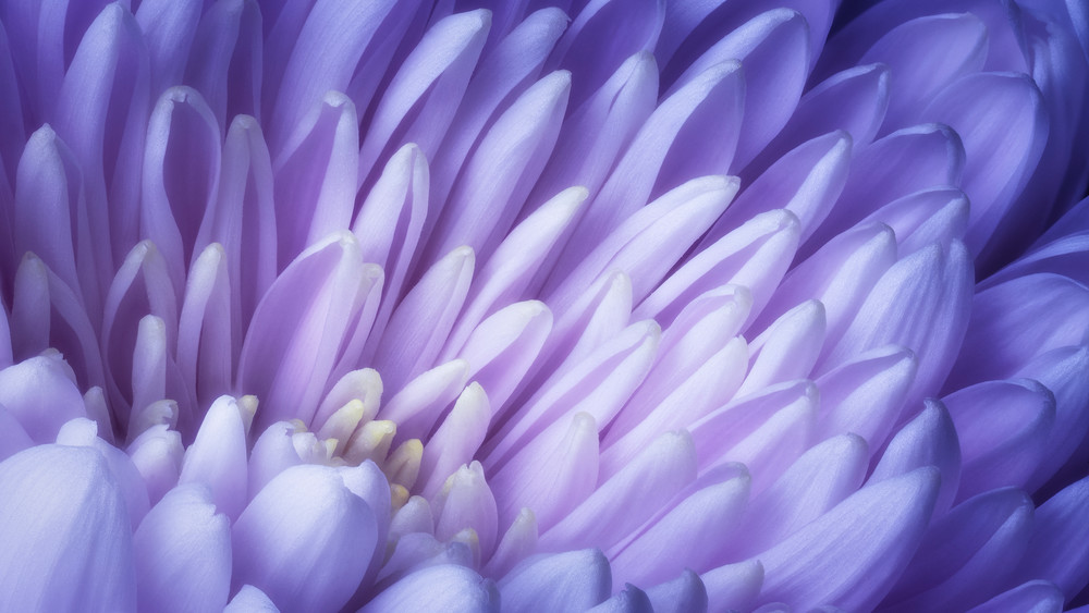 China Mum flower fine art print.