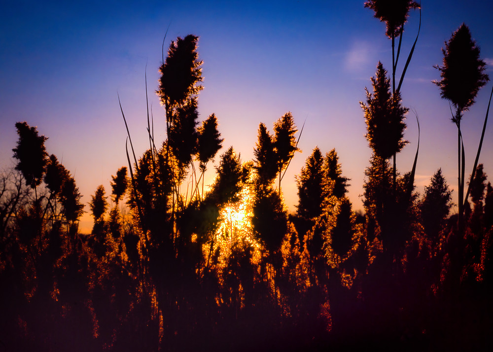 Cattail Silhouettes Sunset Photography Art | Robert Vielee Photography