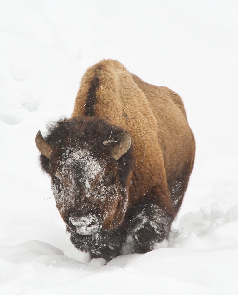 Ch   Snowy Day Bison Art | Open Range Images