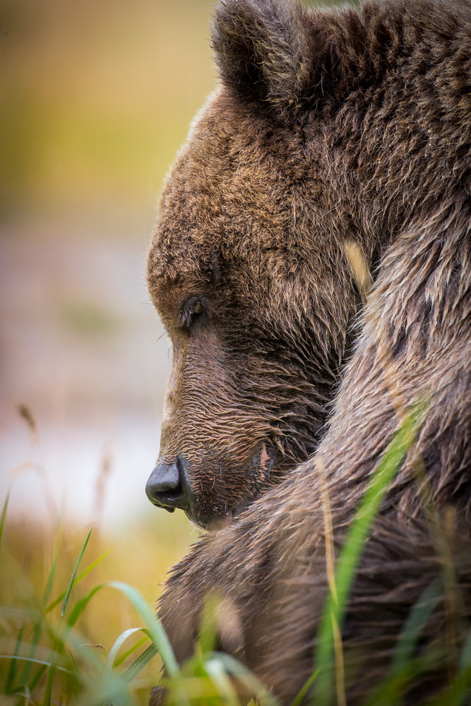 Brown Bear Eating Salmon Dinner In Alaska