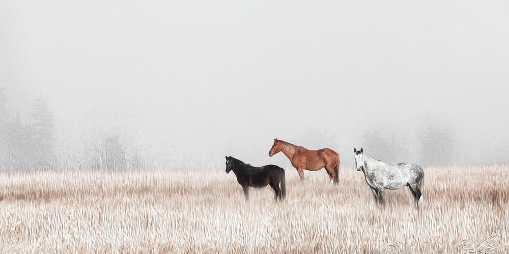 There is Something About a Horse | Terrill Bodner Photographic Art