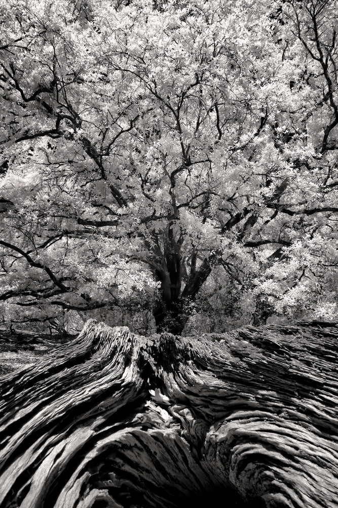Live Oak Tree and Stump Infrared 