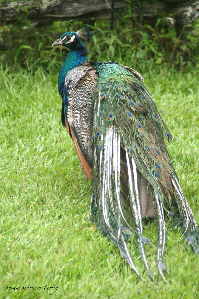 Plantation Peacock 2 Art | Susan Searway Art & Design