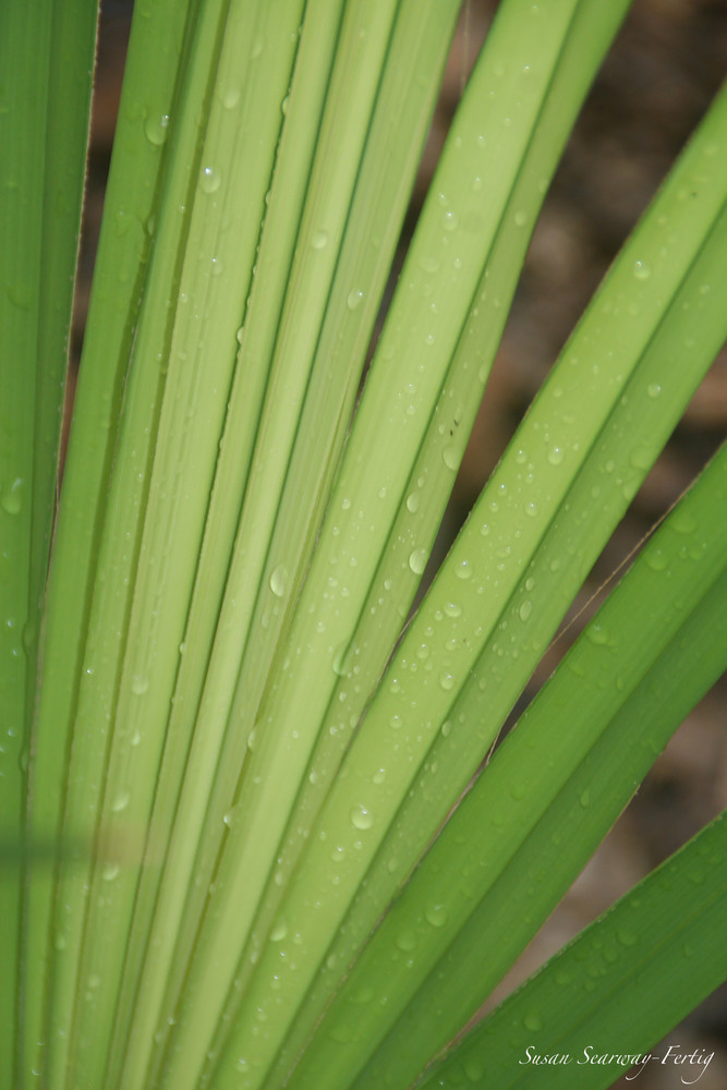 Palm Dew Drops Art | Susan Searway Art & Design