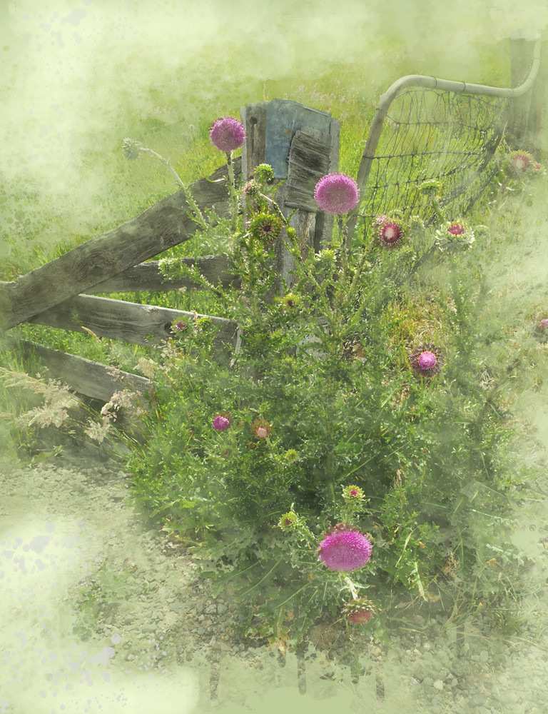 Purple Thistles Art | Art from the Soul