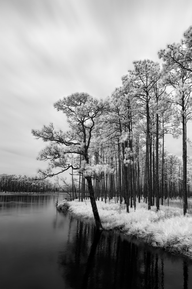 Stand Out   Tate S Hell State Forest   Infrared  Photography Art | Distant Light Studio