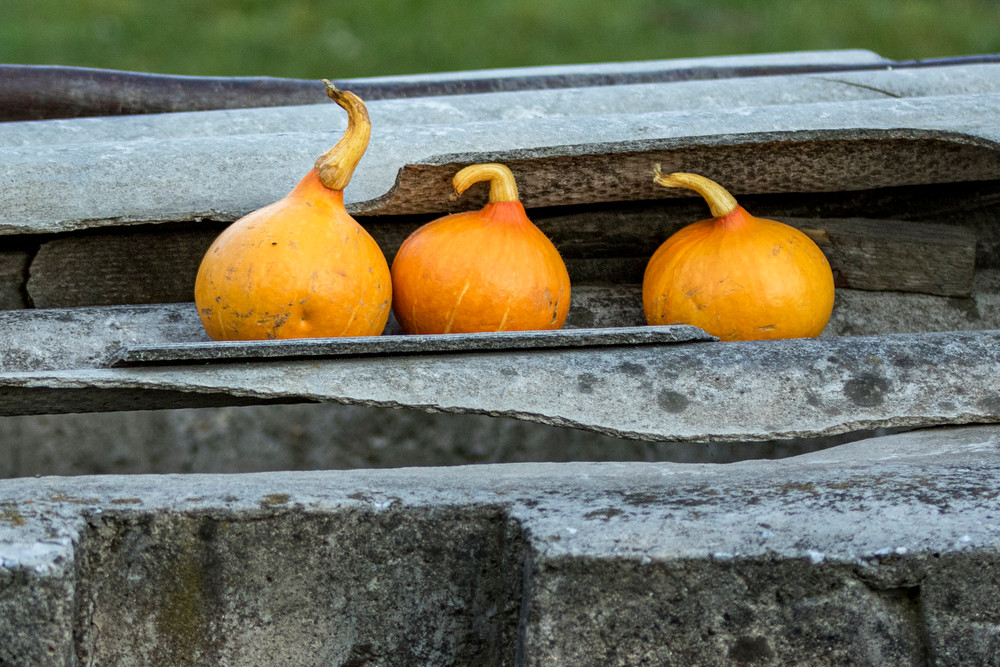 pumpkins on display farm, Romania