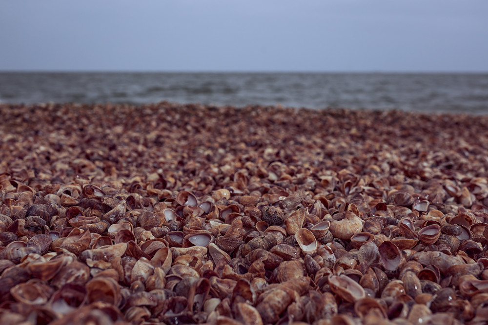 Slipper Shells In The Rain Photography Art | Melani Lust Photography