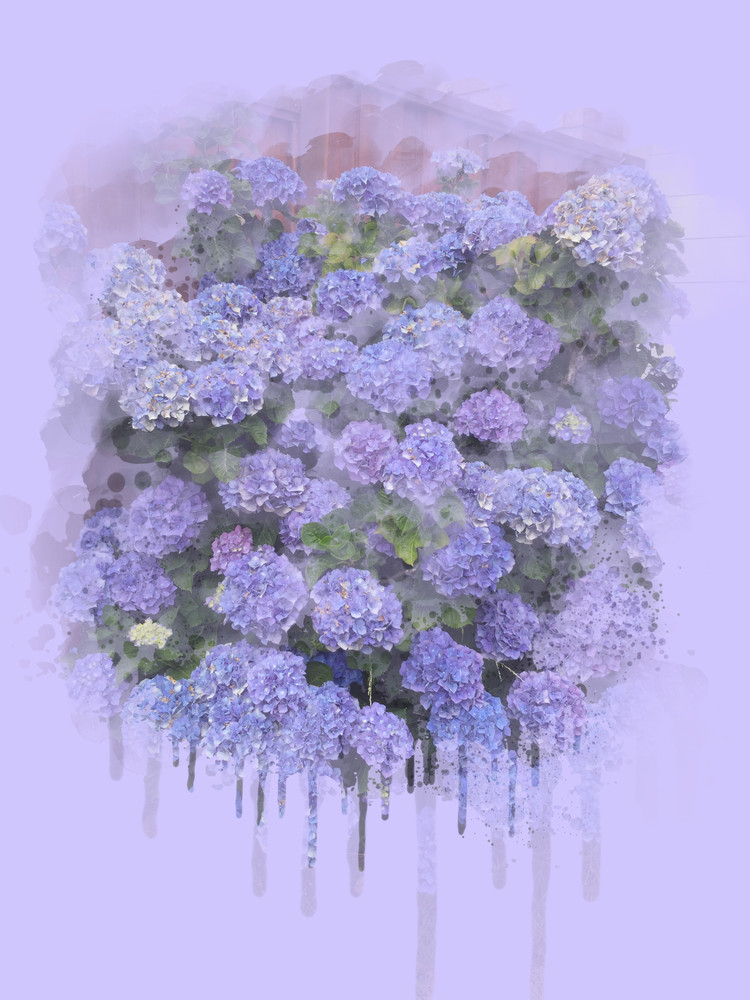 Hydrangea Bush Art | Art from the Soul