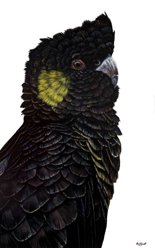 Frederick - Yellow-tailed Black Cockatoo