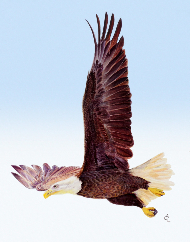 Bald Eagle   "2020 Vision" Art | Gossamer Lane Fine Art