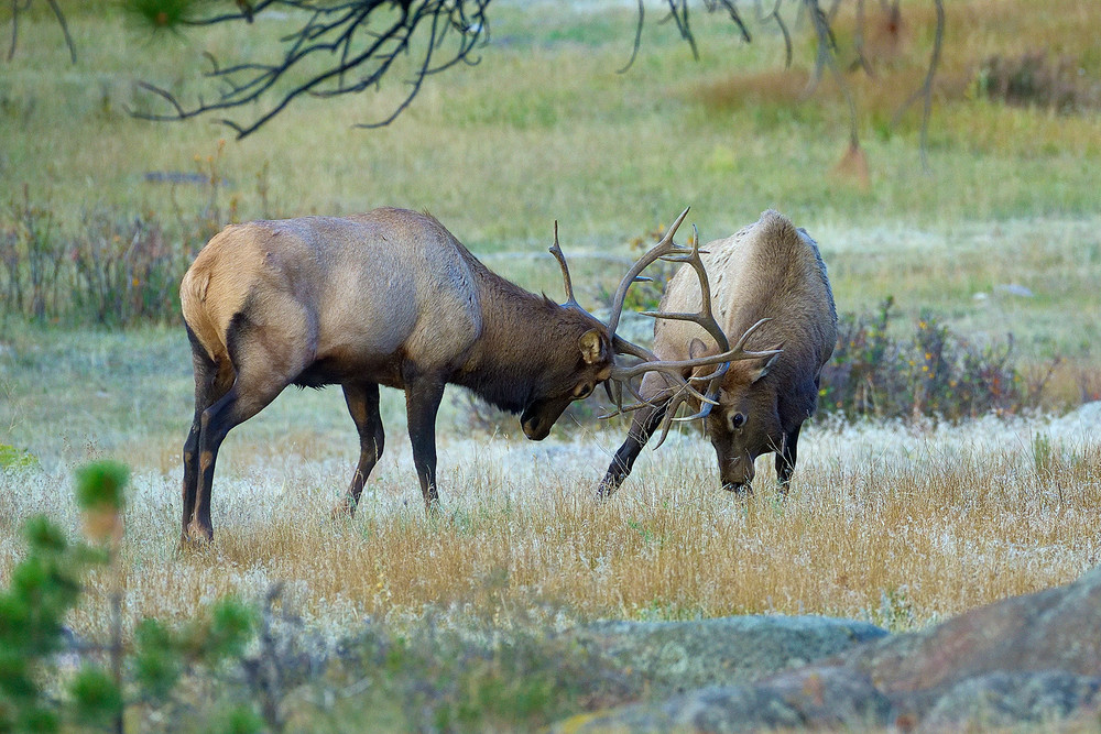 Elk Battle Photography Art | Nicholas Jensen Photography