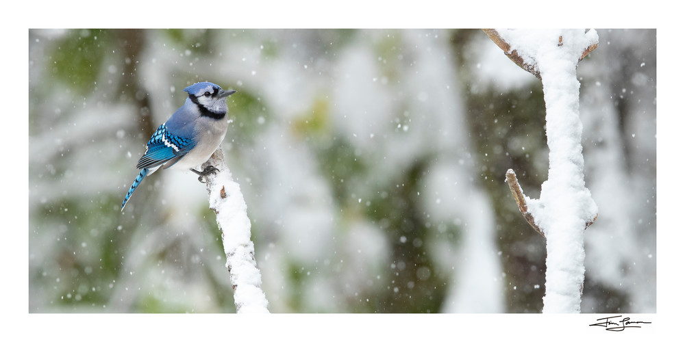 Blue Jay on a Snowy Day