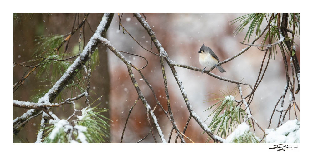 Photograph of a tufted titmouse in the snow.