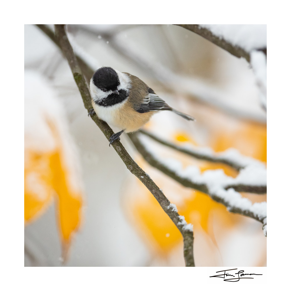Black-capped chickadee art print on paper or acrylic.