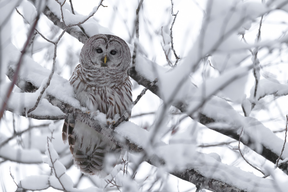 Barred Owl in Snow