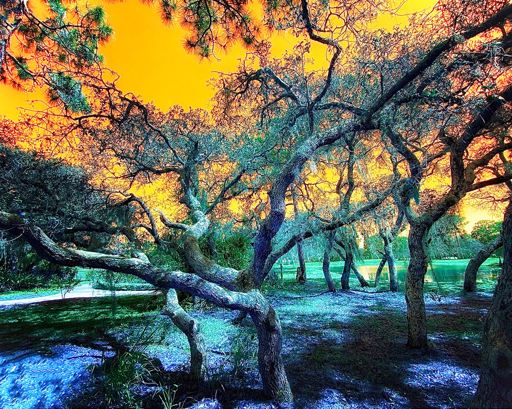 Botanical Rainbow Tree Photography Art | Mark Stall IMAGES