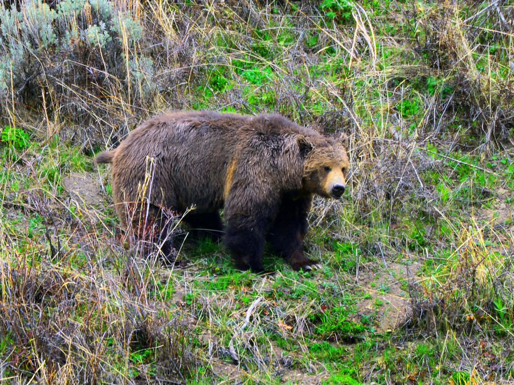 Grizzly At Yellowstone Photography Art | Fine Art From Nature