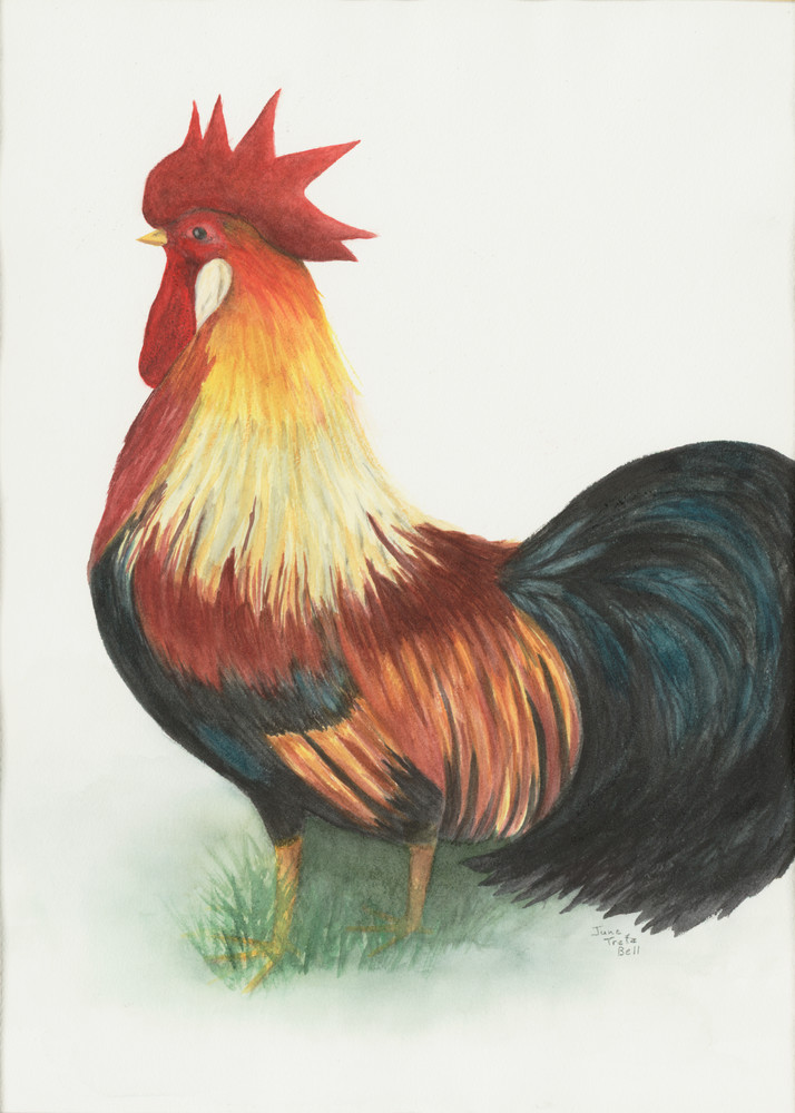 Reggie the Rooster  |  June Bell Artist