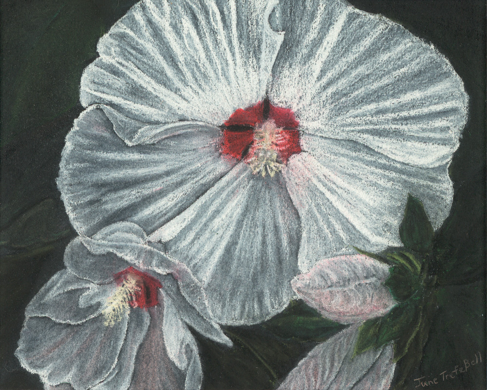Marblehead Hibiscus  |  June Bell Artist