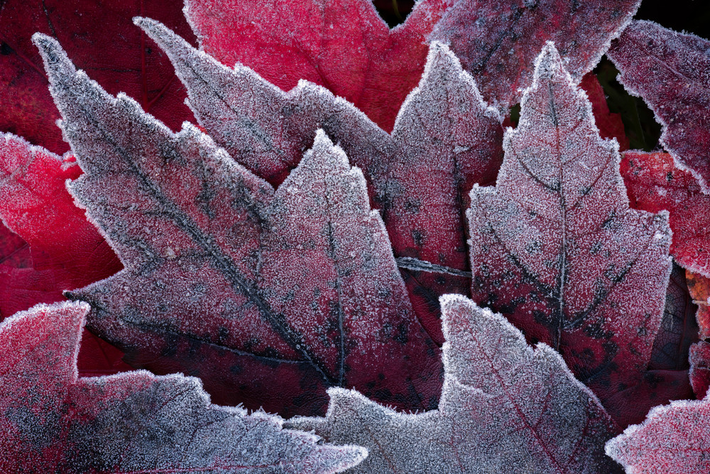 Frosty Fall Foliage Red Black Leaves Landscape