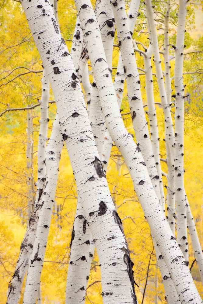Aspen Yellow Foliage Fall Colorado Criss Cross