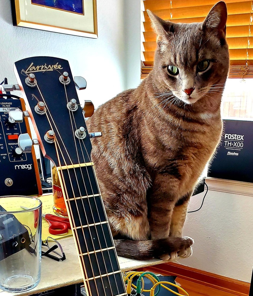 Cat and Guitar