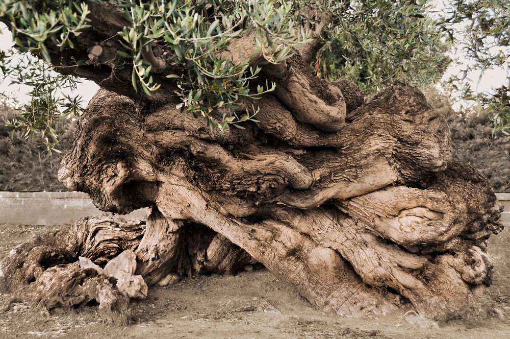 Ancient Layers Old Olive Trees in a Grove Wall Art Photography | Nicki Geigert, Photographer