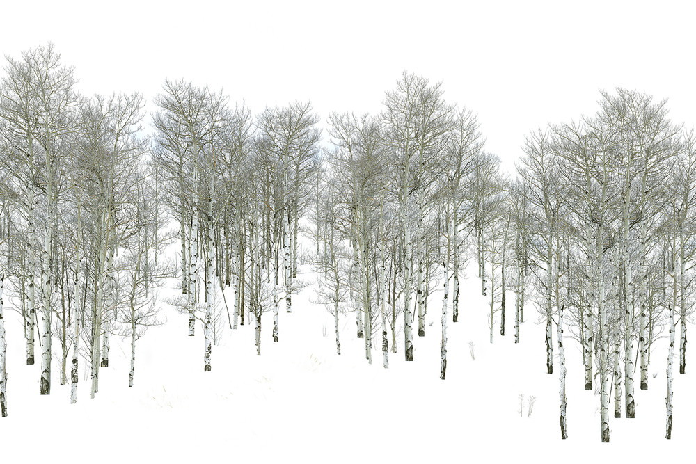 Winter Walk Photography Art | Cunningham Gallery